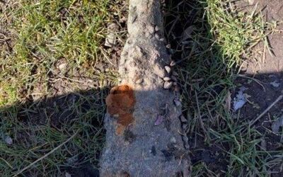 Munitionsbergungsdienst Schwerin