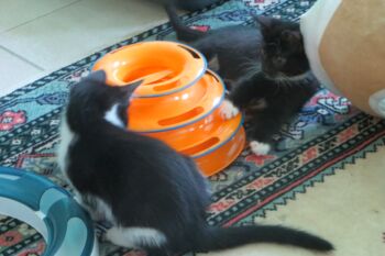 Katzen Tierheim Malchow