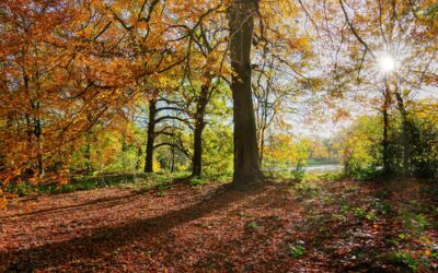 Waldbaden Mecklenburg-Vorpommern