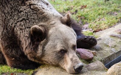 Vier Pfoten Stuer Braunbär Michal