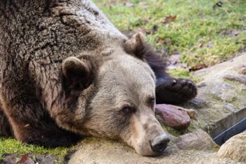 Braunbär Michal in Stuer