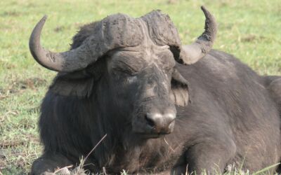 Wasserbüffel Landkreis Märkisch-Oderland