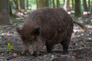 Wildschwein