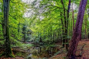 Junior Ranger Camp im Müritz-Nationalpark