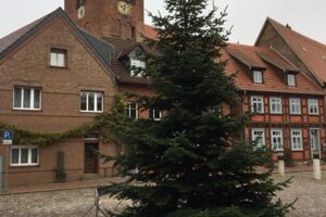Weihnachtsbäume in Waren (Müritz)