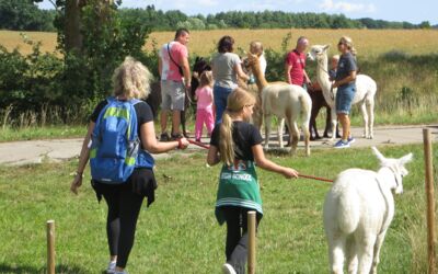 Alpakas Penkow Göhren-Lebbin