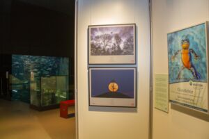 Naturfotos Glanzlichter