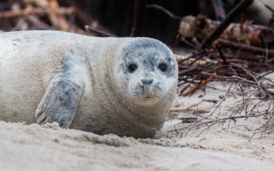 Kegelrobben Ostseeküste