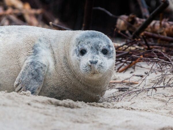 Kegelrobben Ostseeküste