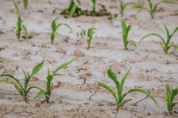 Unterstützung Landwirtschaft Mecklenburg-Vorpommern