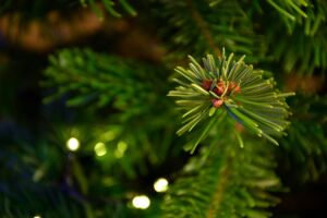 Tannenbäume selber schlagen