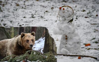 Vier Pfoten Stuer Braunbär Rocco
