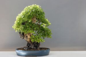 Veranstaltungen Waren (Müritz)