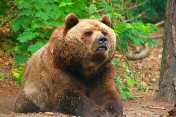 Bärenwald Stuer Müritz