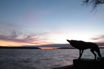 Wolf Statur in Waren (Müritz)