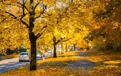 Herbst Reinigungspflicht Bürgersteig