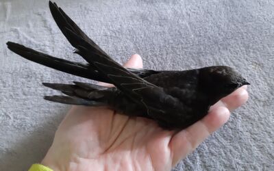 Wildvögel Auffangstation