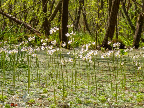 Müritz-Nationalpark Moor