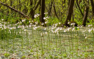 Müritz-Nationalpark Moor