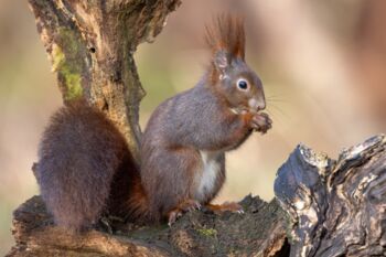 Foto Eichhörnchen Jörg Stemmler