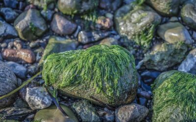 Klimaschutz mit Seegras