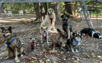 Hundeverein Waren (Müritz)