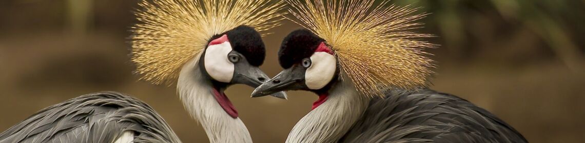 Mecklenburg Ferienwohnungen