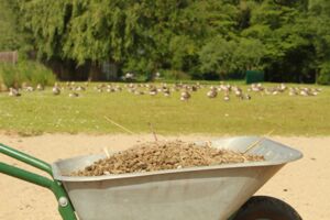 Gänse am Volksbad Waren (Müritz)