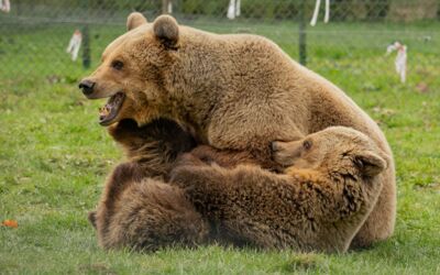 Bärenwald Müritz Stuer