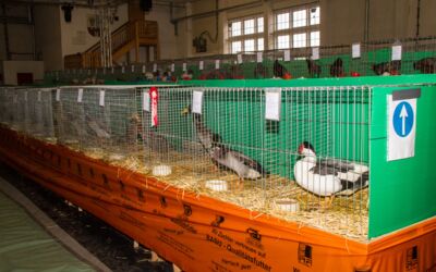 Veranstaltungen "Alte Heimat" Röbel