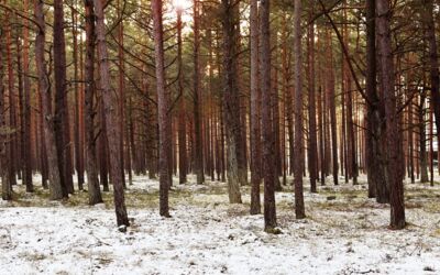 Veranstaltungen Waren (Müritz)