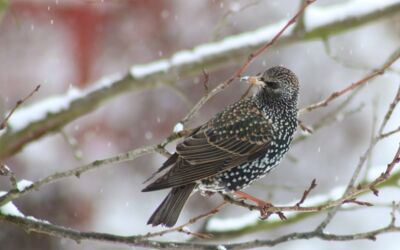 Wintervogelzählung vom 10. bis 12. Januar 2025