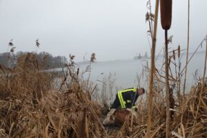 Kuh "Hanna" steckt in der Müritz fest