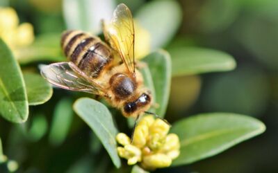 Bienenfreundliche Gemeinde