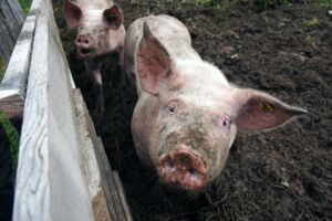Änderung der Tierhaltungsanlage Hohen Wangelin