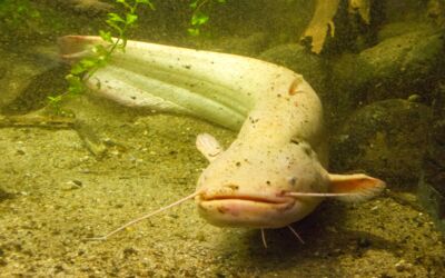 Albino Wels im Müritzeum
