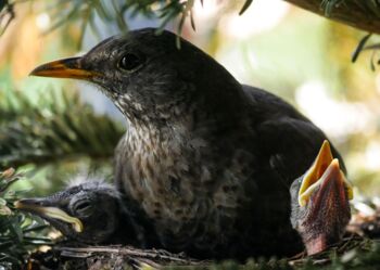 Brut- und Setzzeit respektieren – Osterhasen, Rehkitze und Bodenbrüter schützen