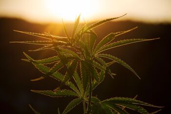 Welt-Cannabis-Tag