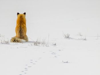 Glanzlichter Naturfotografien Wettbewerb