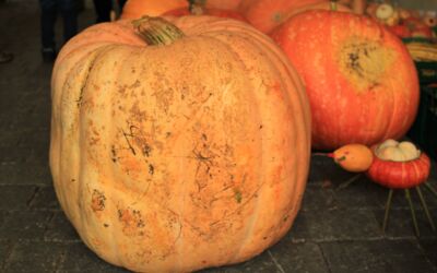 Veranstaltungen Alt Schwerin Agroneum