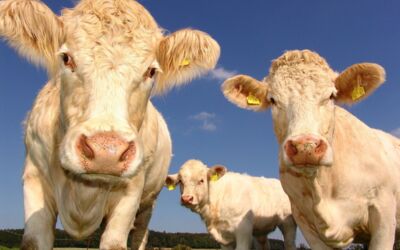 Förderung Landwirtschaft in MV