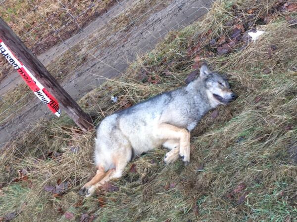 Wölfe Mecklenburgische Seenplatte