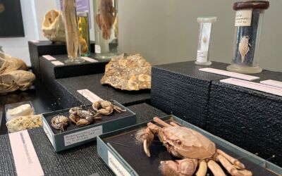 Mittwochs im Müritzeum