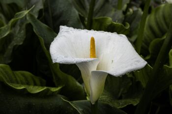Exotische Blumen als Souvenir bestellen – wie geht es?