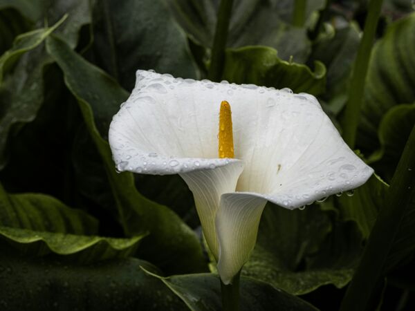 Exotische Blumen als Souvenir bestellen – wie geht es?