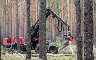 Nachhaltige Nutzung von Holz sichern