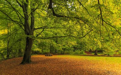 Müritz-Nationalpark