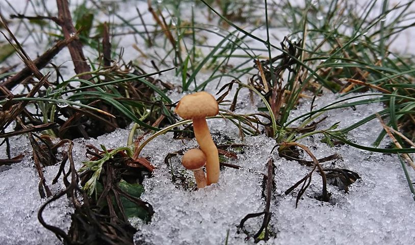 Speisepilze im Januar finden