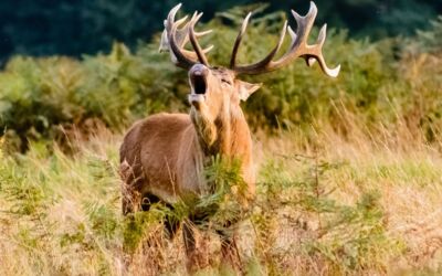 Hirschbrunft in Mecklenburg-Vorpommern