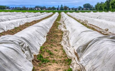 Spargelernte Mecklenburg